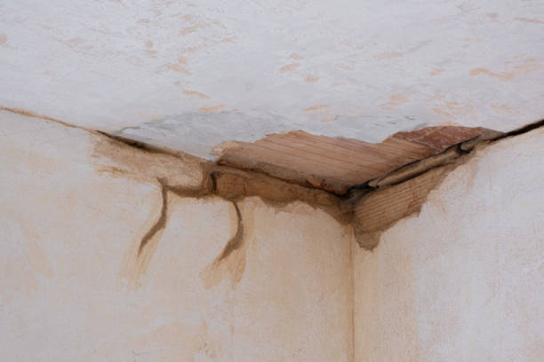 Best Carpet water damage restoration  in Holmes Beach, FL