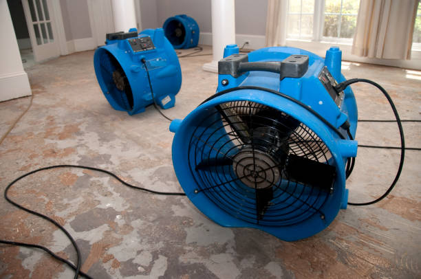 Best Local water damage restoration  in Holmes Beach, FL